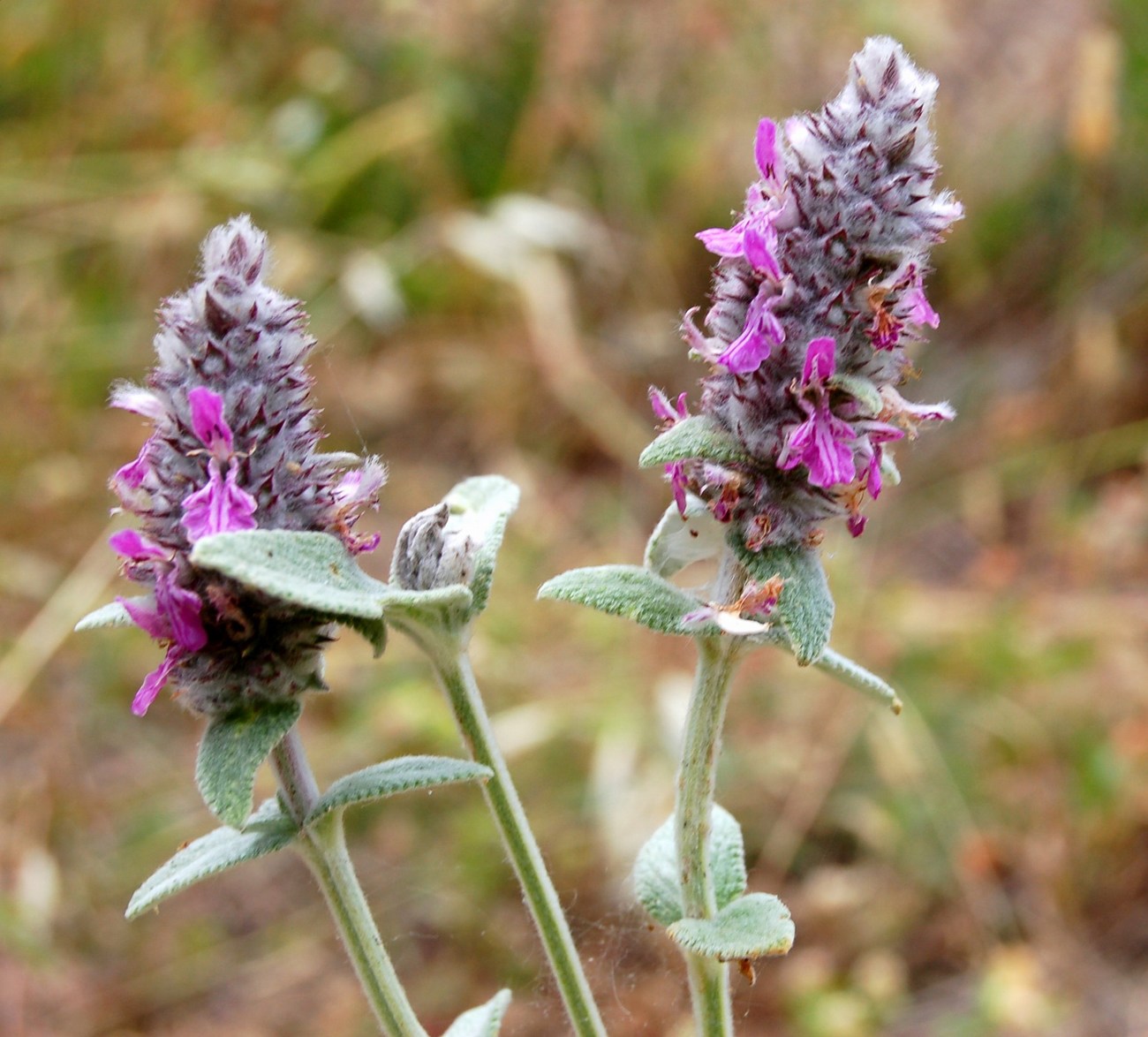 Genere Stachys (Stregonie)